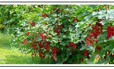 Новая поставка лучших сортов плодовых кустарников