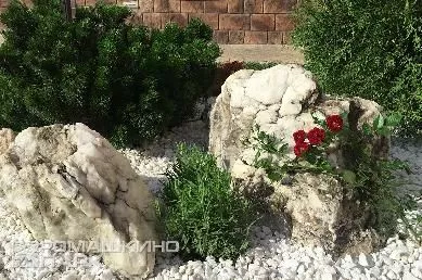 Роза в ландшафтной композиции