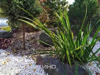Карликовая ель на штамбе в ландшафтном дизайне