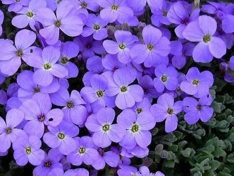 Обриета гибридная "Audrey Sky Blue" (Одри Скай блю)
