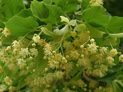 Липа Мелколистная