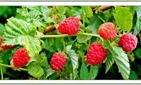 Обрезка плодовых кустарников осенью