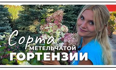 Гортензии метельчатые на пике декоративности