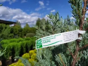 Скальный можжевельник