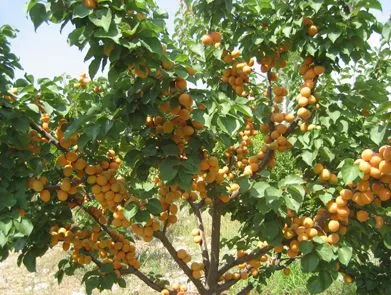 Абрикос