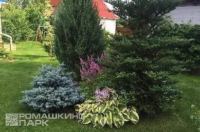 Композиция из хвойных деревьев и многолетников