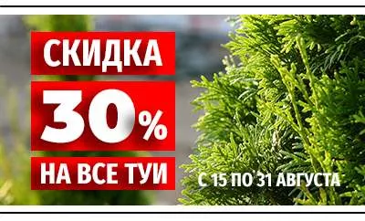Скидка 30% на все туи до конца августа