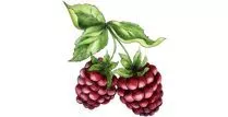 Плодовые кустарники