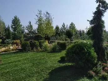 Хвойные в ландшафтном дизайне садового центра