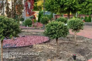 Пихта на штамбе в ландшафтном дизайне