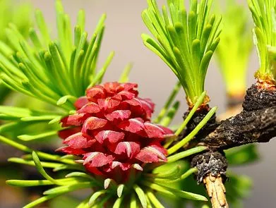 Лиственница Европейская