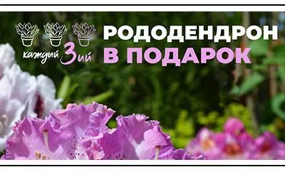 Акция: третий рододендрон в подарок!
