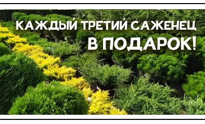 Долгожданная акция осени: каждый третий саженец В ПОДАРОК