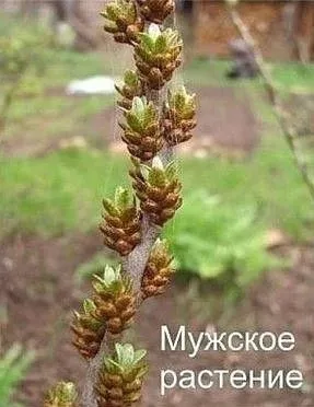muzhskoe