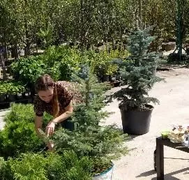 Семинар Вечнозеленый сад