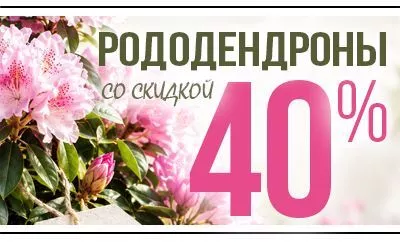 Рододендроны: скидка 40% на все сорта