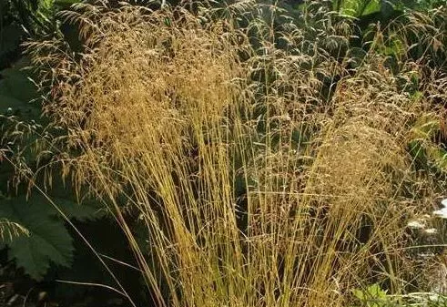 Луговик дернистый "Goldschleier" (Голдшлеер)