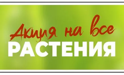 Осенняя акция: три растения по цене двух