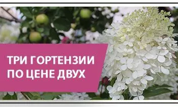 Три метельчатые гортензии по цене двух