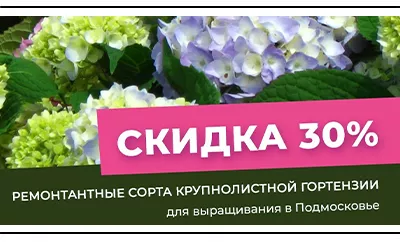 Скидка на все крупнолистные гортензии