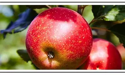 Поставка плодовых крупномеров: груши и яблони