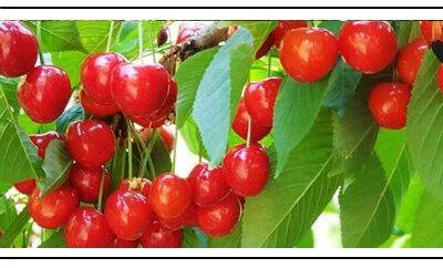 Вкусная и полезная черешня уже в продаже: сорта, достойные внимания