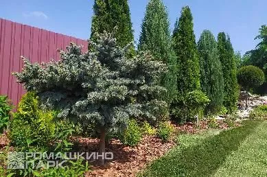 Пейзажная композиция из хвойных
