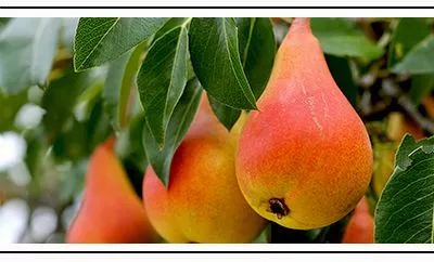 9 сортов обожаемой груши в продаже