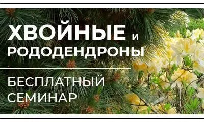 Бесплатный семинар: все о хвойных и рододендронах