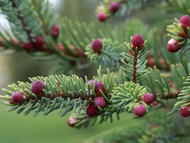 Ель Черная