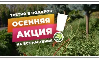 Долгожданная осенняя акция: третье растение – в подарок