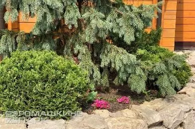 Ландшафтная композиция из хвойных деревьев и кустарников