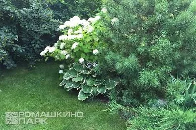 Древовидная гортензия в композиции