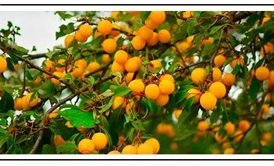 Вкусные сорта сливы и алычи в продаже