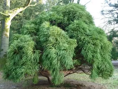 Криптомерия