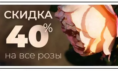 Скидка 40% на все розы до конца сентября