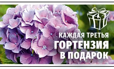 Платите за две гортензии, а получаете три!
