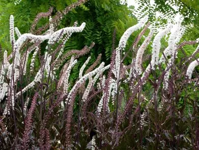 Клопогон