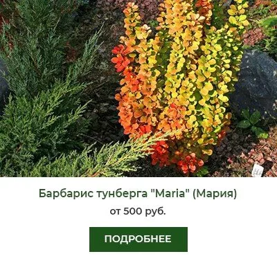 Барбарис тунберга Maria (Мария)
