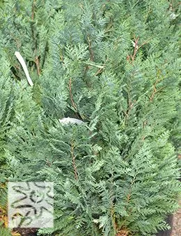 Кипарисовик Лавсона Columnaris