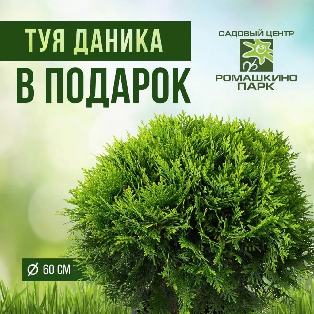 Даника