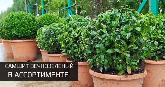 Самшит вечнозеленый