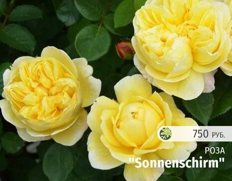 Sonnenschirm.jpg