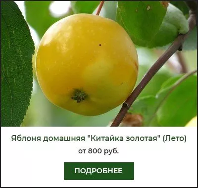 Китайка золотая Китайка золотая