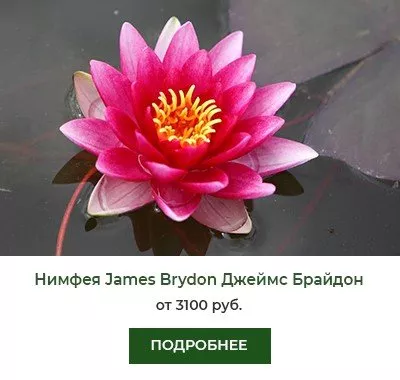 Нимфея (кувшинка) James Brydon Джеймс Брайдон