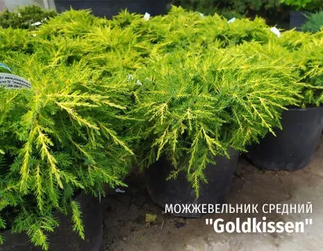 Goldkissen