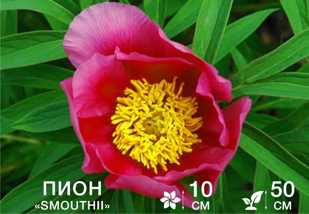 Smouthii