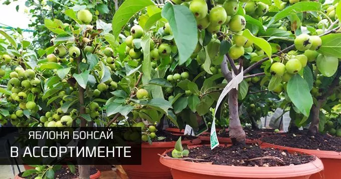 Яблоня бонсай