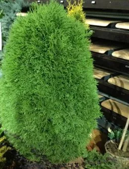 Туя западная Green Egg