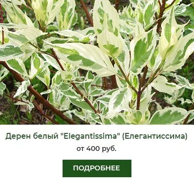 Дерен белый Elegantissima (Элегантиссима)